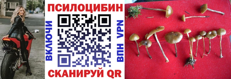 купить   Тара  Галлюциногенные грибы GOLDEN TEACHER 